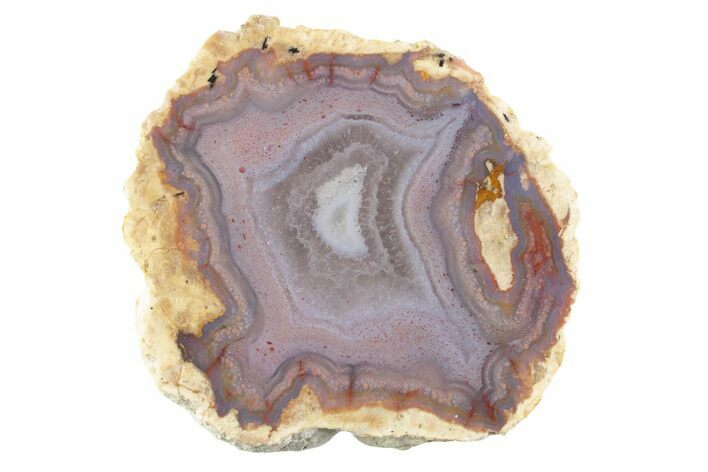 Polished Red Hot (Berrendo) Thunderegg Half - Mexico #373237